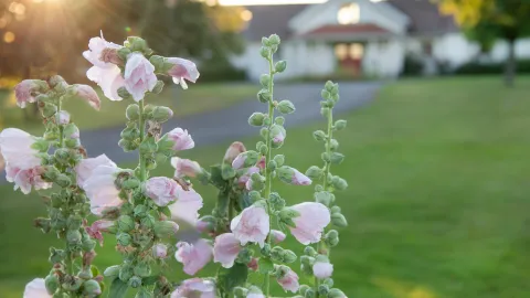 Sommarvy