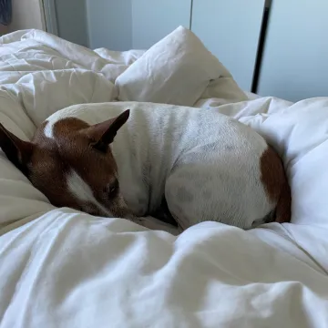 Hundvänligt hotell